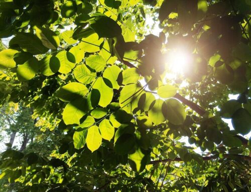 Eignen sich Pflanzen zum Sonnenschutz?